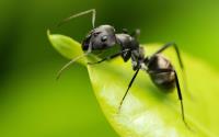 Ant Pest Control Services Sydney image 1